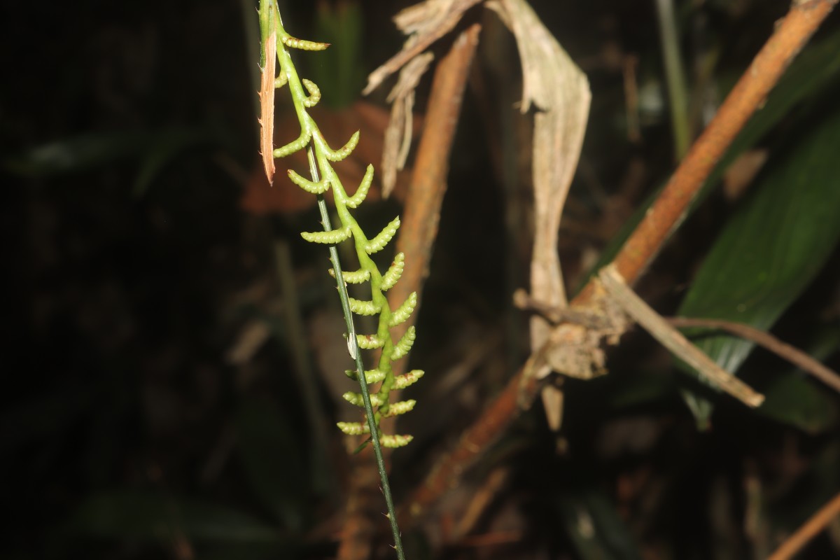 Calamus digitatus Becc.